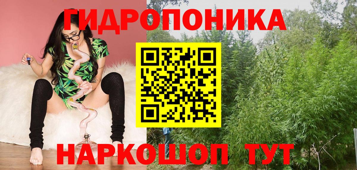 Каннабис сатива Мончегорск